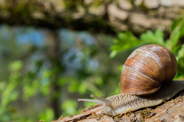 Wild little snail closeup in the green forest with blurred background