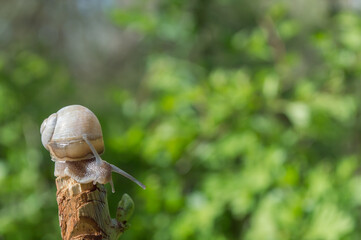 Wild little snail closeup in the green forest with blurred background