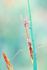 Close up of pair of Beautiful European mantis ( Mantis religiosa )