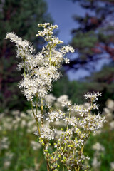 Morning field background with wild flowers. Wild flowers in a meadow nature.