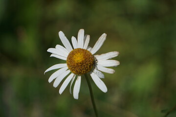 Fototapeta premium Small white flower with big yellow center