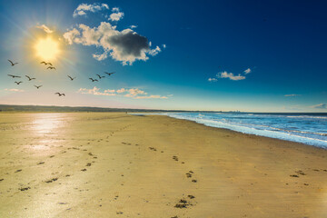 Landscape deserted beach in bright light and calm sea and surf against low bright rising sun with sun rays and a single cloud with a flight like shadows flying birds