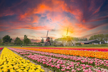 Landscape during sunset with blooming tulips in the colors yellow, pink, red, orange against a...