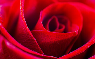 close up red rose macro background. High quality photo