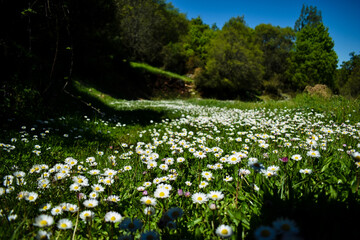 Chamomile blooming flower field.