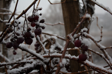 berries in snow