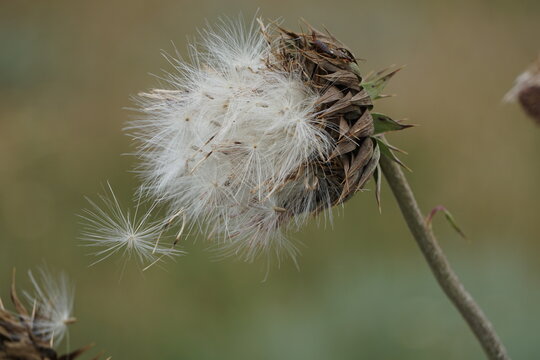 Thistle Like Plant Spreading Seeds