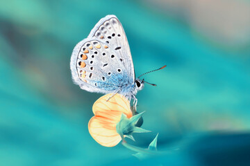 Macro shots, Beautiful nature scene. Closeup beautiful butterfly sitting on the flower in a summer garden.
