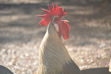gallos de raza española