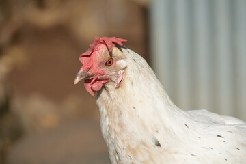 gallos de raza española