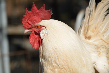 gallos de raza española