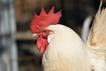 gallos de raza española