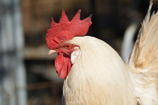 gallos de raza espa&ntilde;ola