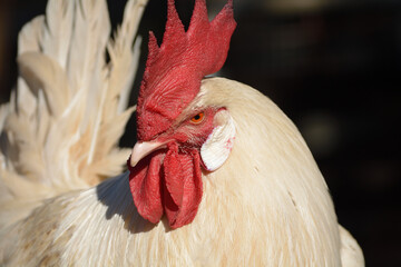 gallos de raza española