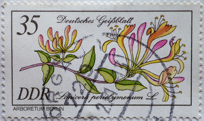 GERMANY, DDR - CIRCA 1981 : a postage stamp from Germany, GDR showing a plant the blooming German...