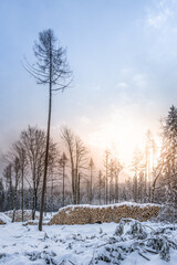 Stacked wooden logs in winter