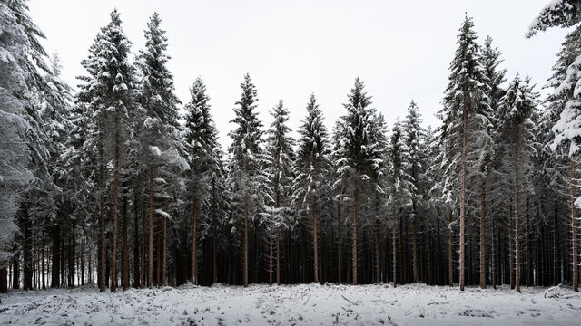 Neige dans les sapins