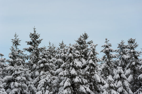 Neige dans les sapins