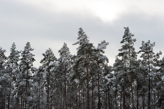 Neige dans les sapins