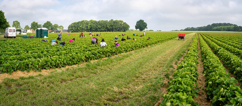 Erdbeerenernte - Erntehelfer auf einem Erdbeerfeld im Einsatz, Symbolfoto.