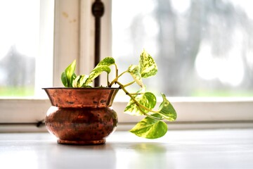 Young plant in pot