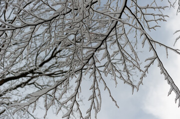 Neige dans les arbres