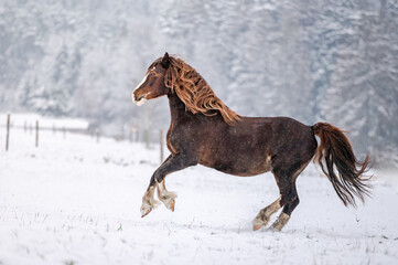 Galloping chestnut welsh pony cob stallion in snow. Stunning active horse with long mane full of power in winter.