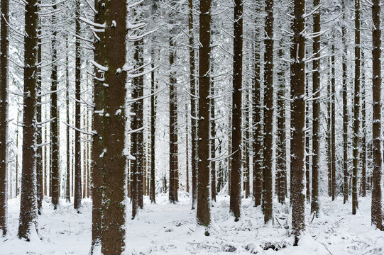 Neige dans les sapins