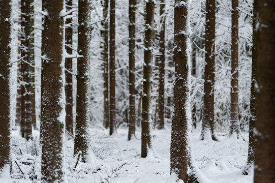 Neige dans les sapins