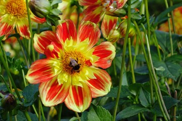 Dahlienblüte mit Hummel
