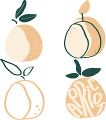 Apricot garden fruit modern flat vector illustration, simple and minimalistic set of apricots for print and web design