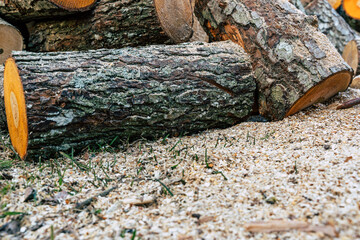 Huge Alder Logs in Pile with Out of Focus Saw Dust in Foreground