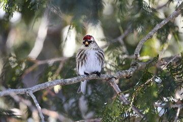 Female Redpoll bird perched in a cedar tree