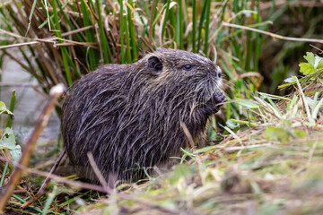 Nutria 21