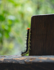 pequeña oruga escalando trozo de madera 