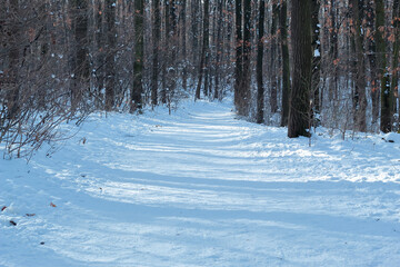 a wide path covered with snow in the forest during sunny winter day