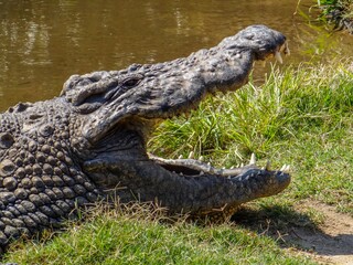 Crocodile waiting with its mouth open by the river, large and sharp teeth