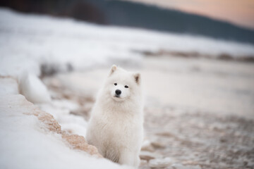 Samoyed white dog is on snow Saulkrasti beach in Latvia