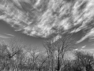 trees in the forest in black and white