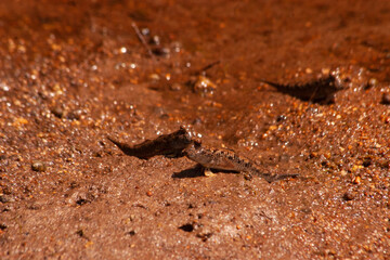 Mudskeppers at Tioman Island