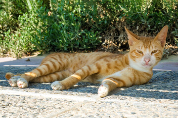 Homeless ginger striped cat lies on street in the shade, looking at camera.