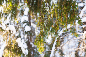 Fir branches close-up. Winter Lapland forest. Spruce branches in the woods. Shallow focus. Christmas wallpaper concept. A coniferous tree in hoarfrost and snow
