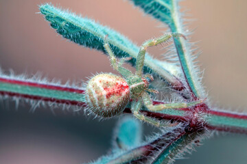 Beautiful spider on a spider web 