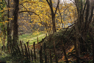 Autumn landscape next to a wooden fence in the middle of the forest