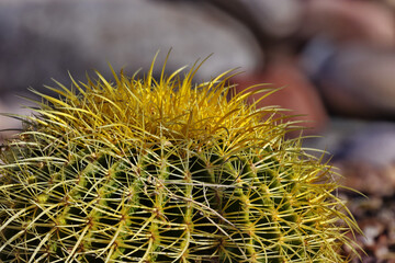 Background of Barrel Cactus thorns with copy space on bokeh.  Location is Tucson, Arizona in American Southwest.