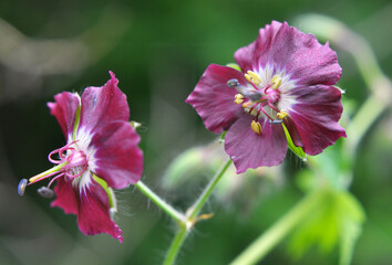 Geranium phaeum blooms in nature in spring forest