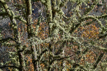 Ramas de roble (Quercus petraea) cubiertas de líquenes en época otoñal en la Serra do Courel, ayuntamiento de Folgoso do Courel, provincia de Lugo, Galicia