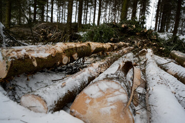 Spruce logs in the winter forest
