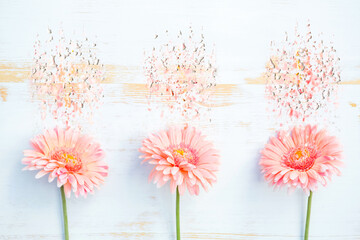 pink gerbera on white wooden background with liquify effect