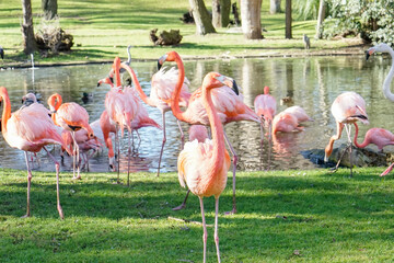 Group of flamingos in a pond.